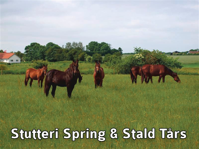11 11 banner spring taars