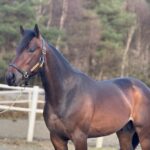 Salgsannonce – Helbror til Look Like Gaagaa udbydes 12
