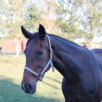 Solvalla - Bornholmske opdrættere er stolte Solvalla - Bornholmske opdrættere er stolte