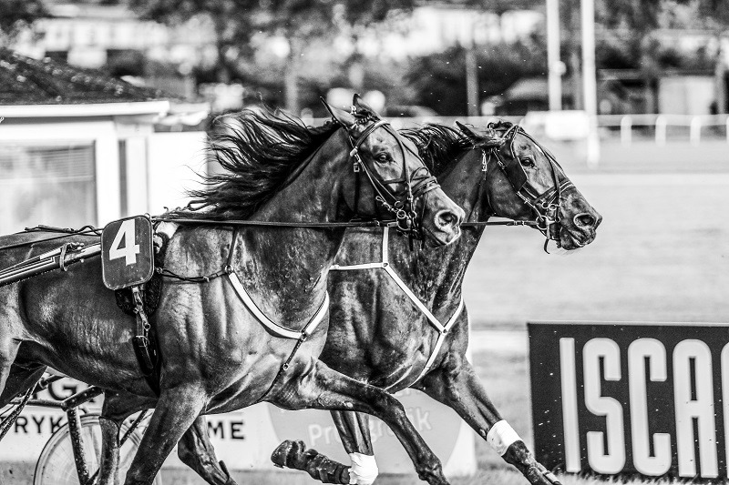 Travet.dk optimere yderligere Trav