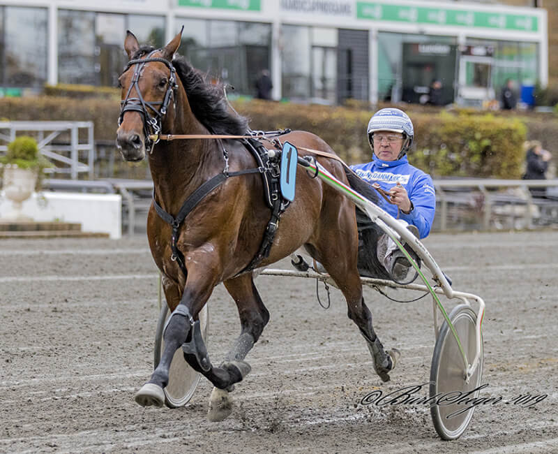 Derbyvinder har afkom med i Dansk Hoppe Derby BVLGARI_PEAK_11I2644 (1)
