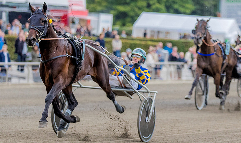 Windylane Hanover er død Trav Charlottenlund