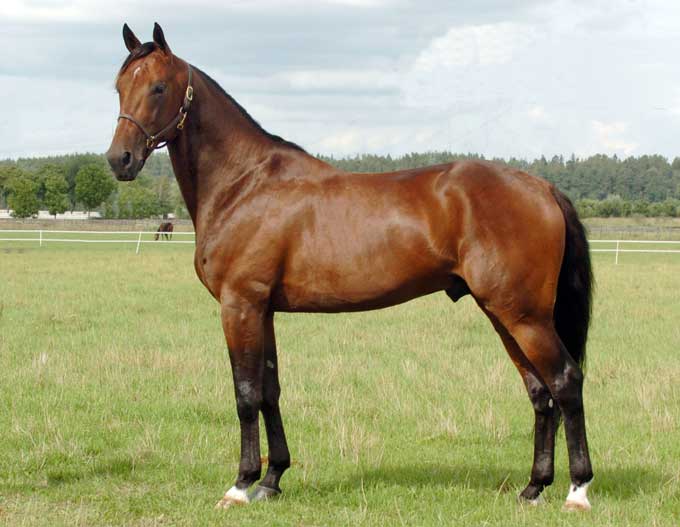 Maharajah hingst