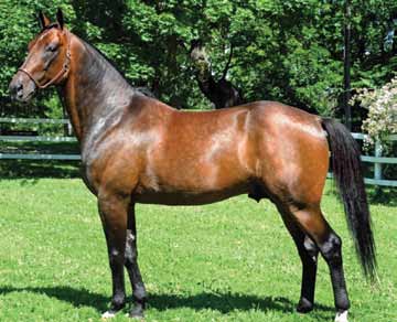 Hingstechampionater verden over maharajah-21_o