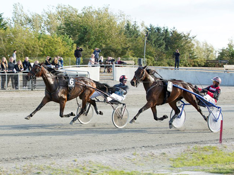 Billund - Masser af heste i velbesatte felter billund