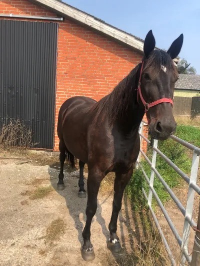 Interessant følhoppe udbydes - Kostede selv 285.000 dollars 168062339_1137016006722643_8149128723418310152_n