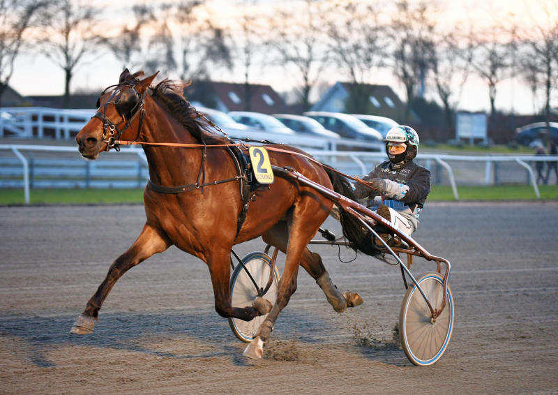 Borgmesteren med hest til start i V75 FLORIDA_FLAMINGO_500_7628o