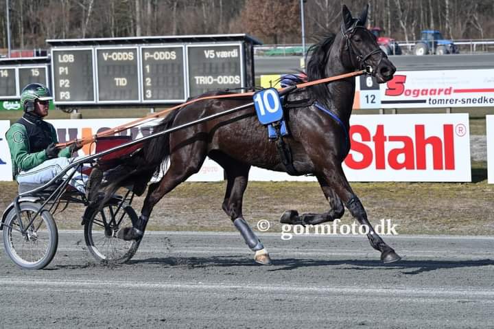 Hest formidlet til Billund 195235252_230039388580007_731828437776855602_n