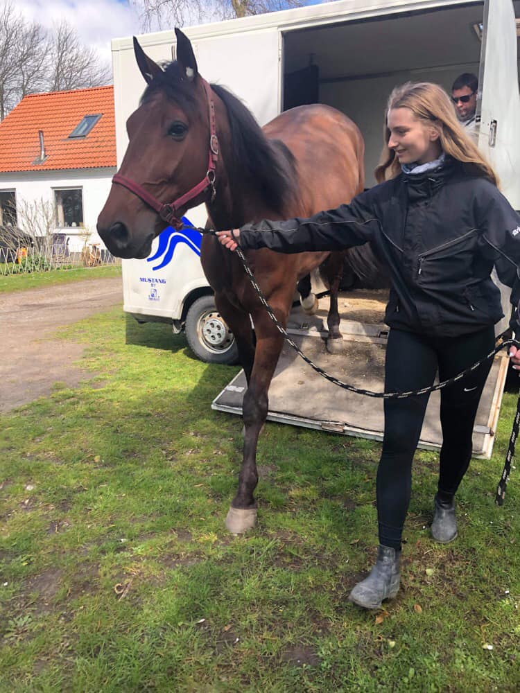 Falster - Første start som hesteejer 182710267_1803129609868811_3344196495104851086_n