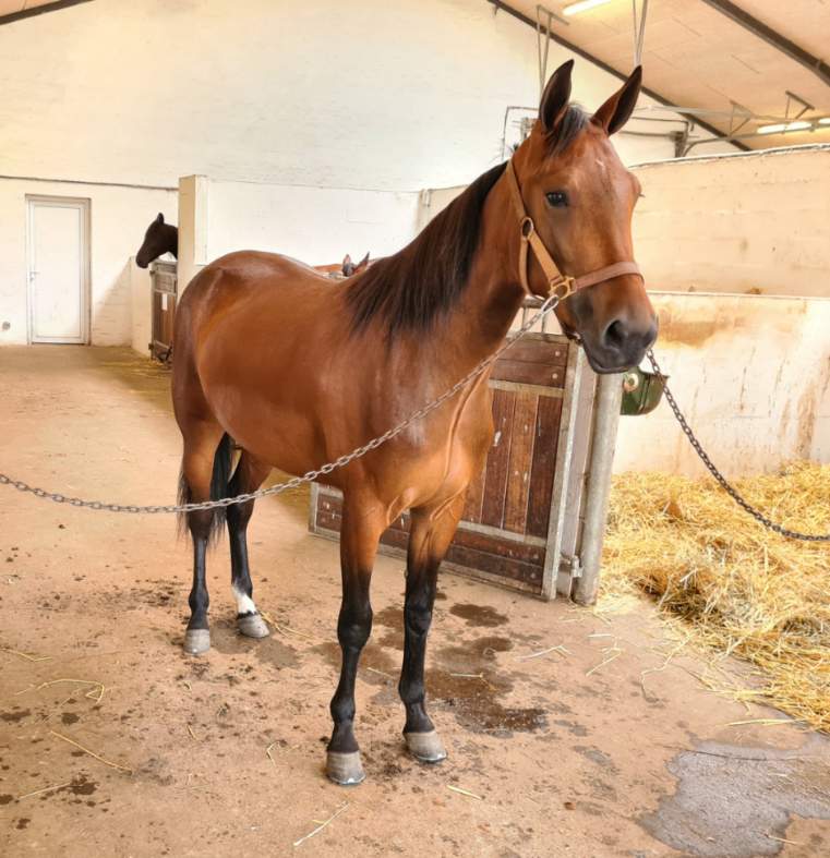 Moderen har leveret mange fine heste – 2 åring udbydes 235236004_241913297787350_4259410158980442834_n