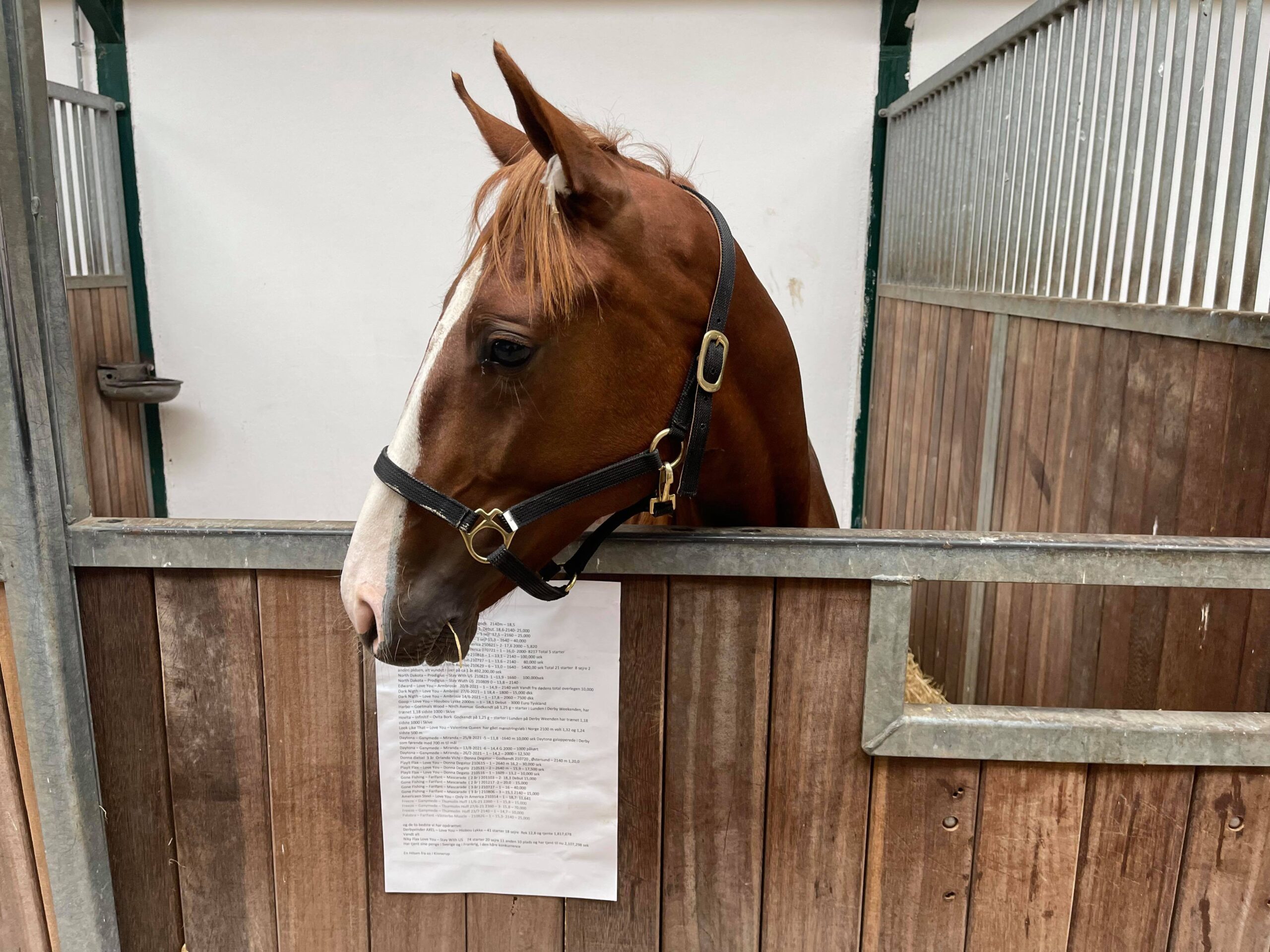 Åby Yearling & Mixed Sale 2021 - Tag et kig Julius H