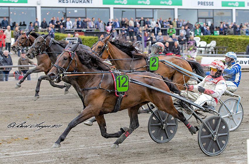 Auktionshest kan runde 500.000 kr. i år Trav Charlottenlund