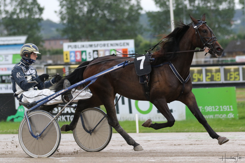 Ny hest formidlet videre 3M1A2150