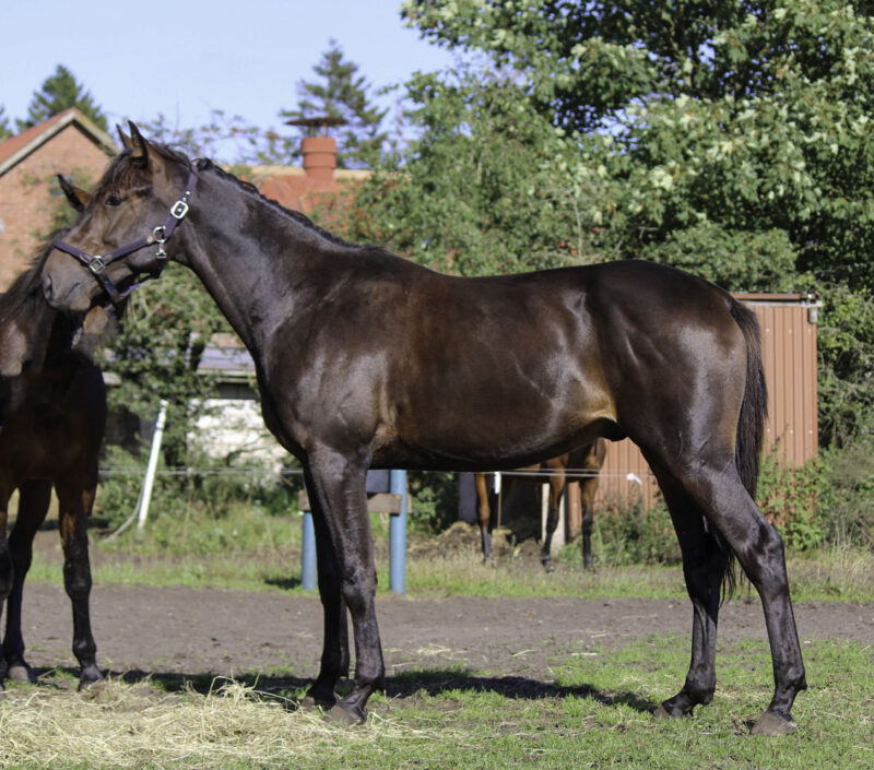 2-årig startklar hingst udbydes Herkules