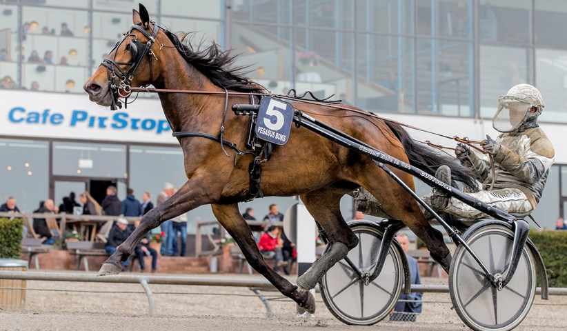 Alongcameaspider tilbage på danske hænder alongcameaspider_mgl4986