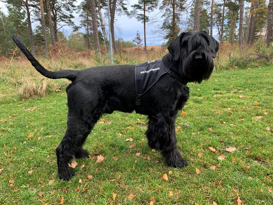 Snydernes værste mareridt hund