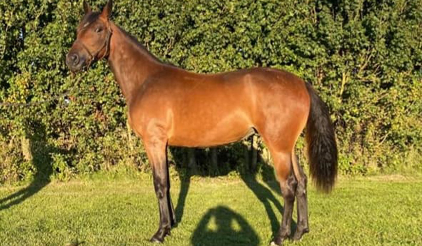 Danskopdrættede Balotelli Crown i V75-start BalotelliCrown-822x480