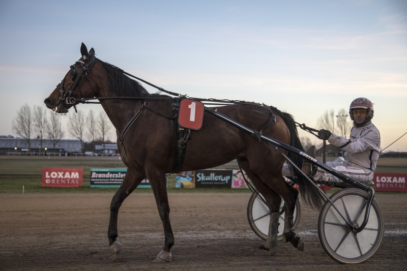 Følhoppe formidlet Beate_Garbo_GP4A2442