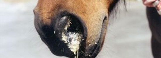 kvaerke gulligt flaad snot hestesygdom