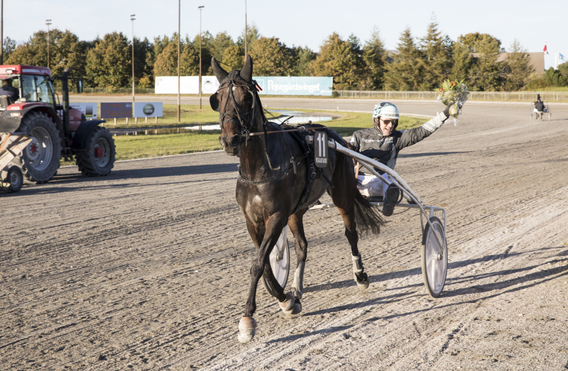 Tre afkomssejre efter Great Challenger GP4A8561_Brage_Hindo_