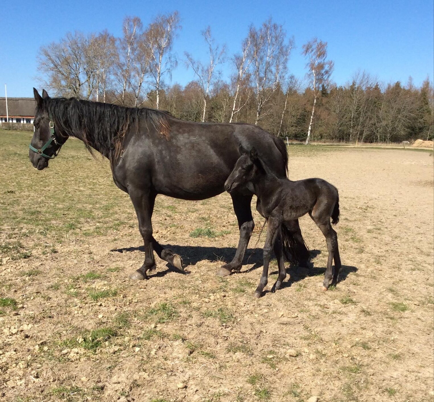 Hingsteføl hos Mikkel Stub Jørgensen 278579876_461486922441161_4672908481800106126_n