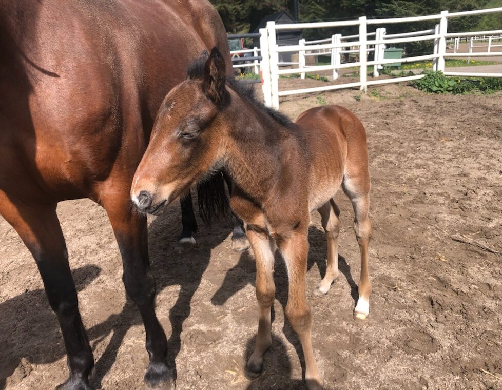 Følnyt - Dijon Hingst hos Brødrepar IMG_2859