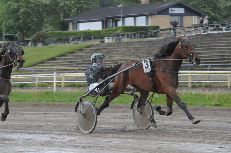 Dahlgaard – Hun er en fin hoppe Holly