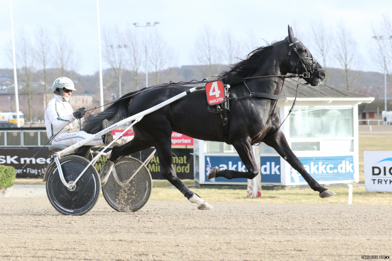 Dream Kåsgård dansk 11 traver – Det afgørende bud ikke kommet 3M1A5184
