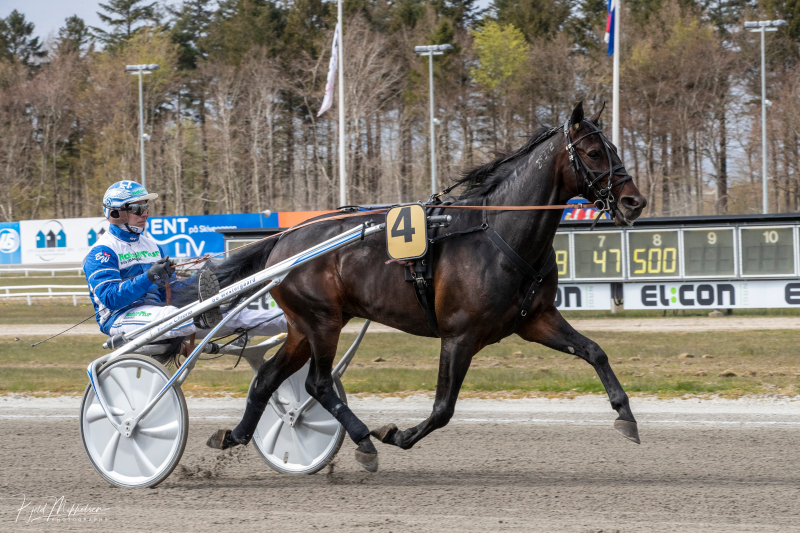 Formandens hest i sæsondebut IMG_9795_Stonefire_U_S__US__