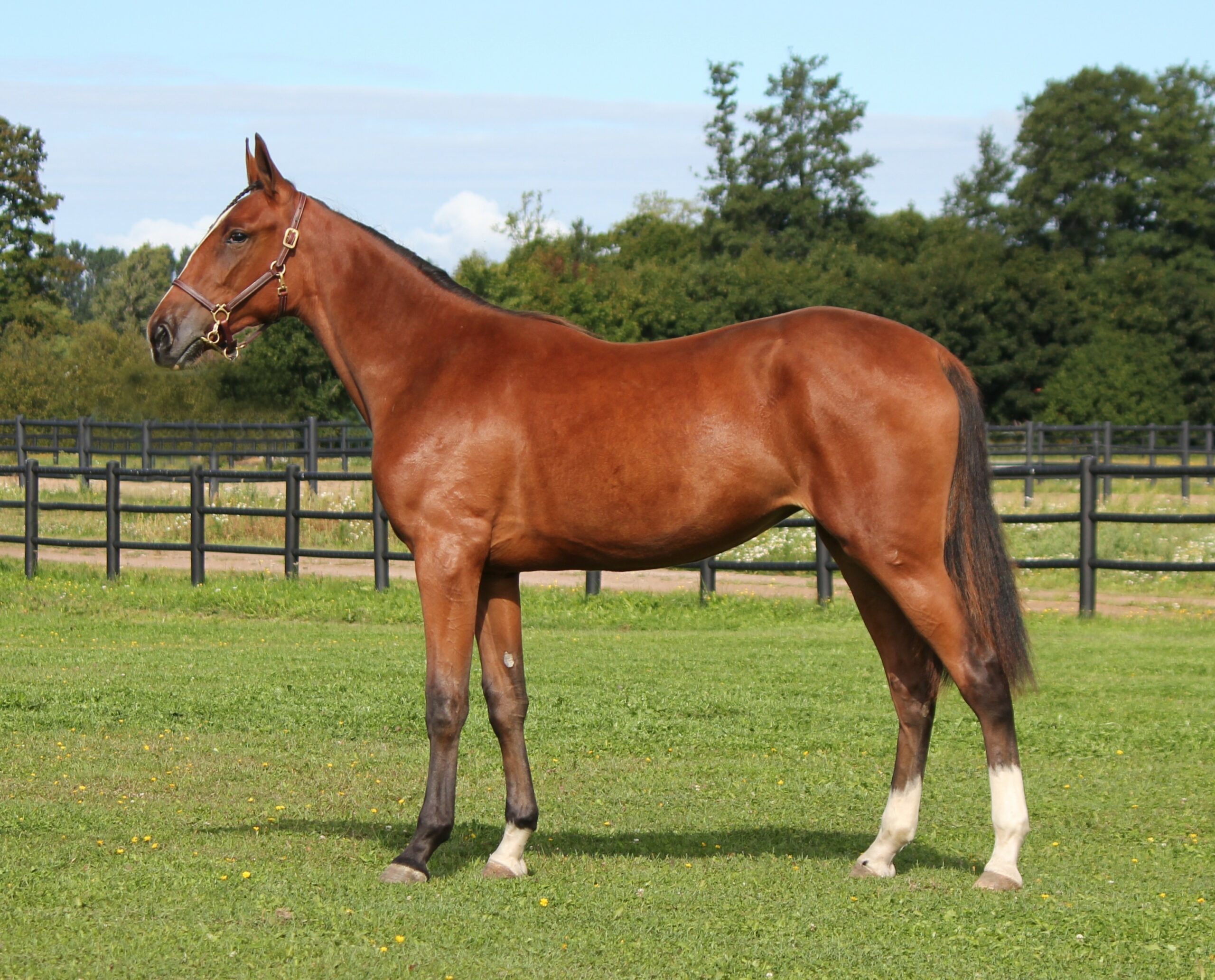 Peter Rudbeck handler ny hest 154_Isadore-Ima-scaled