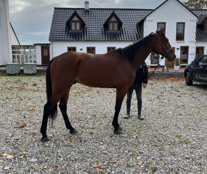 Tre heste tilmeldt oktober auktionen indtil nu 310857208_817523896067042_6170800663305781624_n