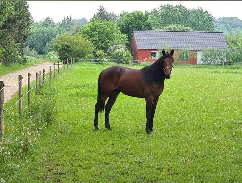 Humble Rain solgt og afhentet 21111