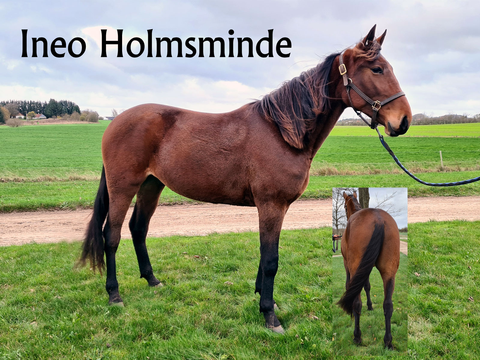 Ineo-Holmsminde