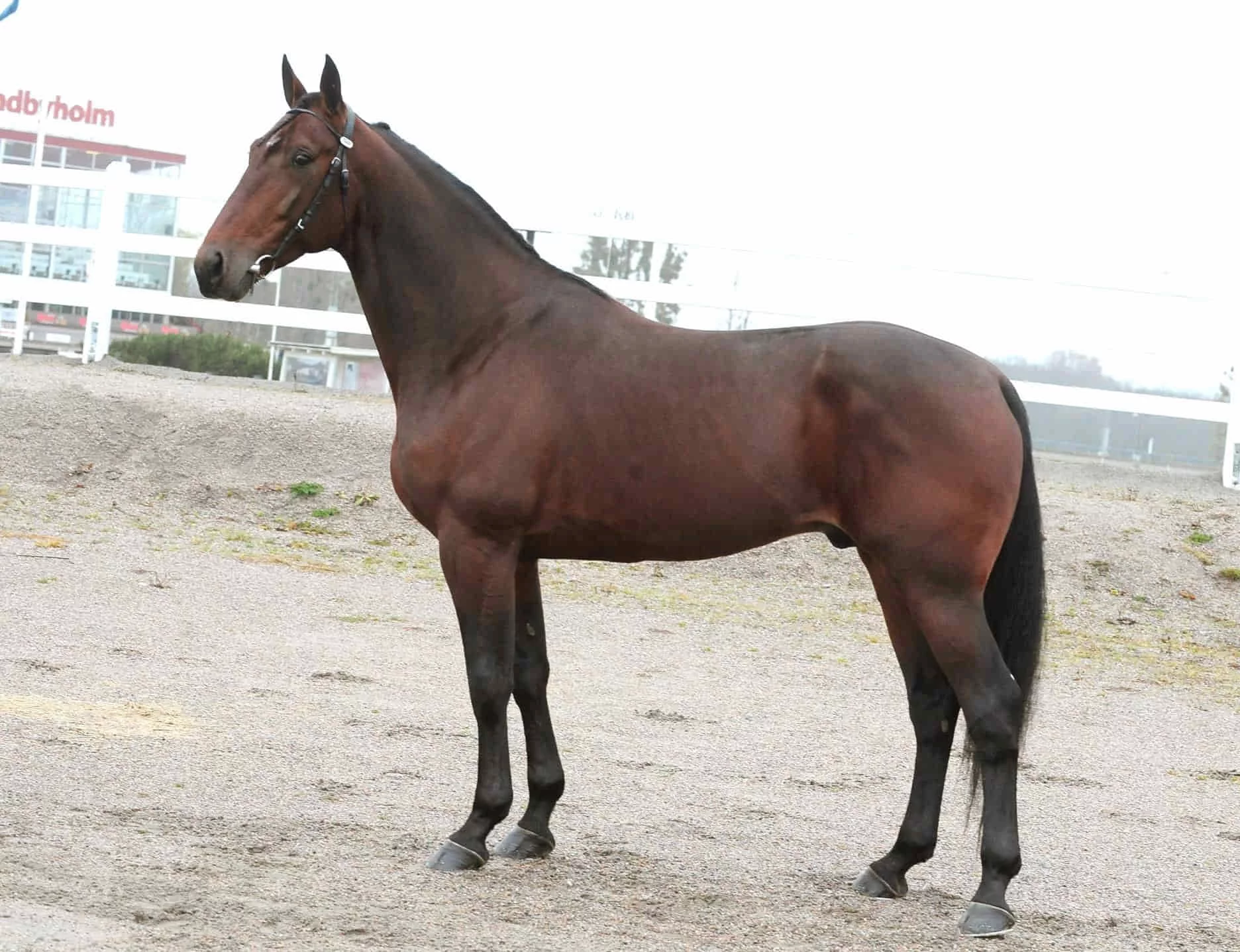 Aftale for at fremme dansk travavl Campo-Bahia-Up-6769304c