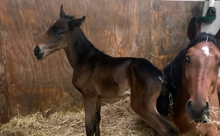 GallinaSotto 2023 1 730x450 1