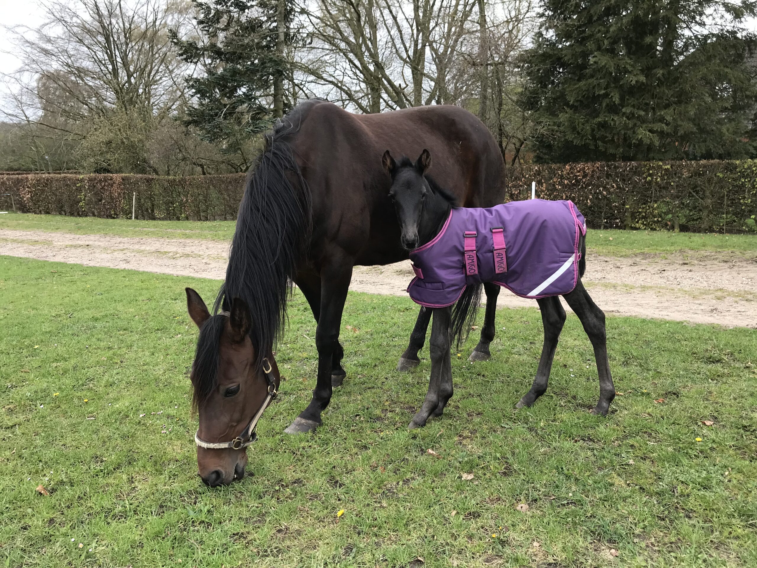 Hoppeføl hos familien Bjarne Danielsen 2023-04-25 14.44.27
