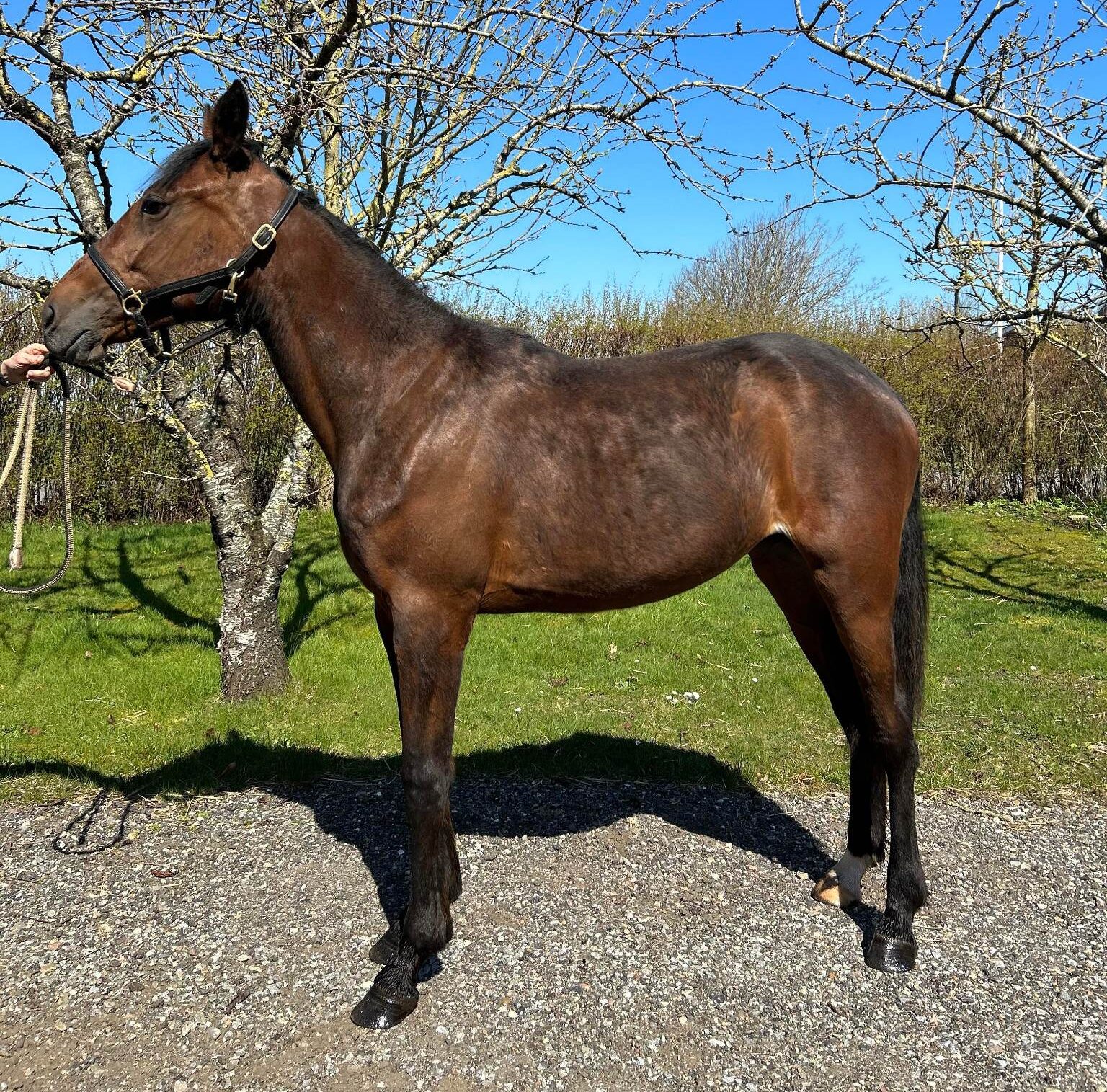 Bud ønskes på Krisbee - Nyt billed 339447950_780329436785162_4241102787697101046_n