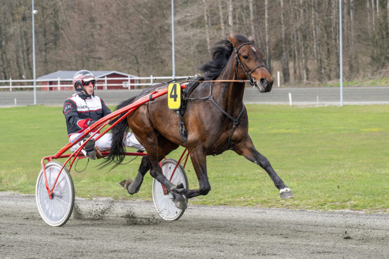 Gandhi Hjortshoej med Niels Kristian Hansen Bornholms Brand Park 29 april 2023 Fotograf Torben Ager Travfoto Bornholm TKA 2950 scaled e1682766629979