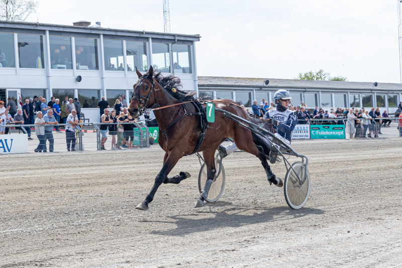 Dansk traver til Kim Pedersen Holger_2