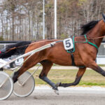 Hestesportens Galla - Martin Andreasen Hestesportens Galla - Martin Andreasen