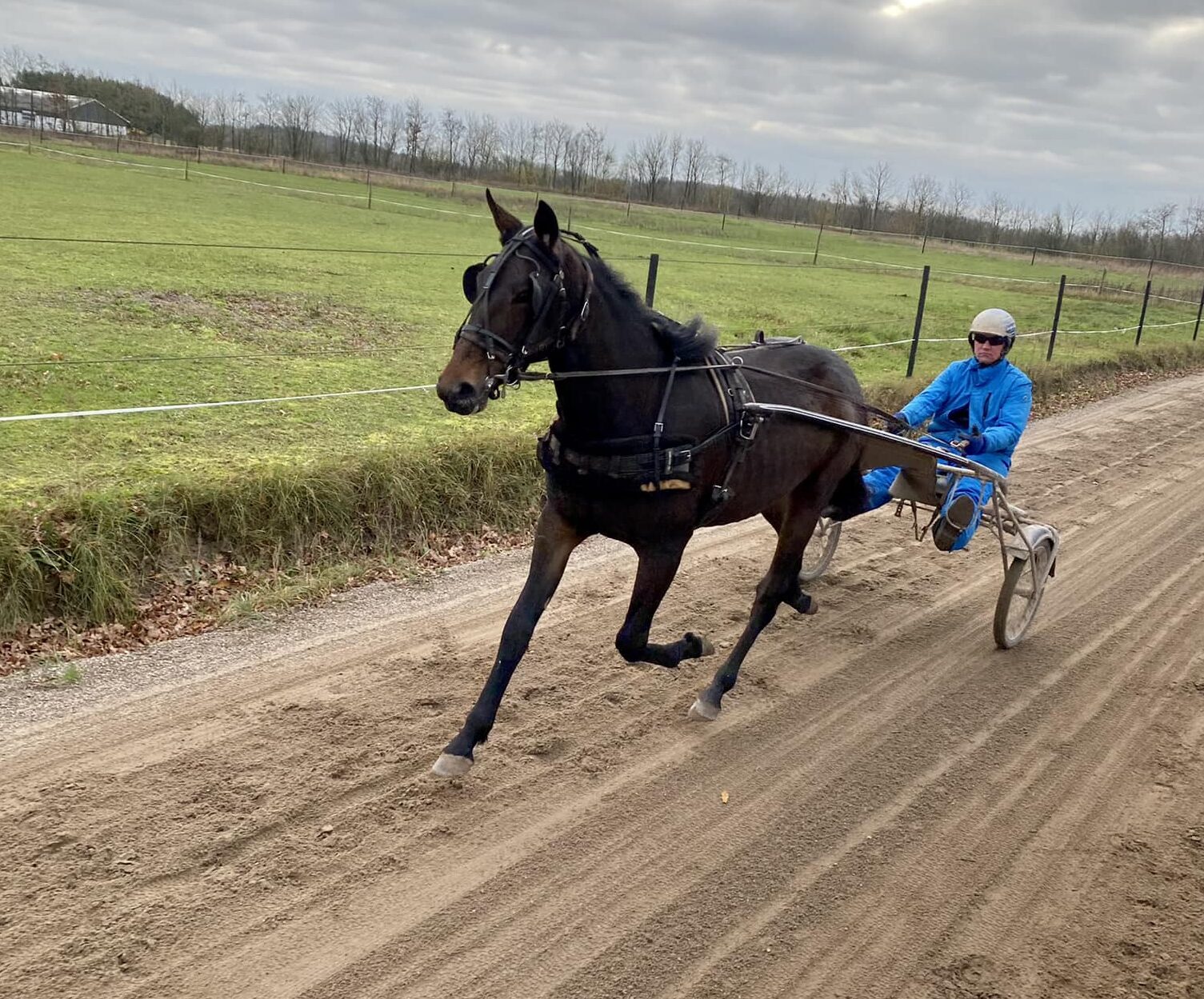 Denne er interessant – 2-årig hoppe udbydes 318345127_593032709495814_3522419286255422949_n