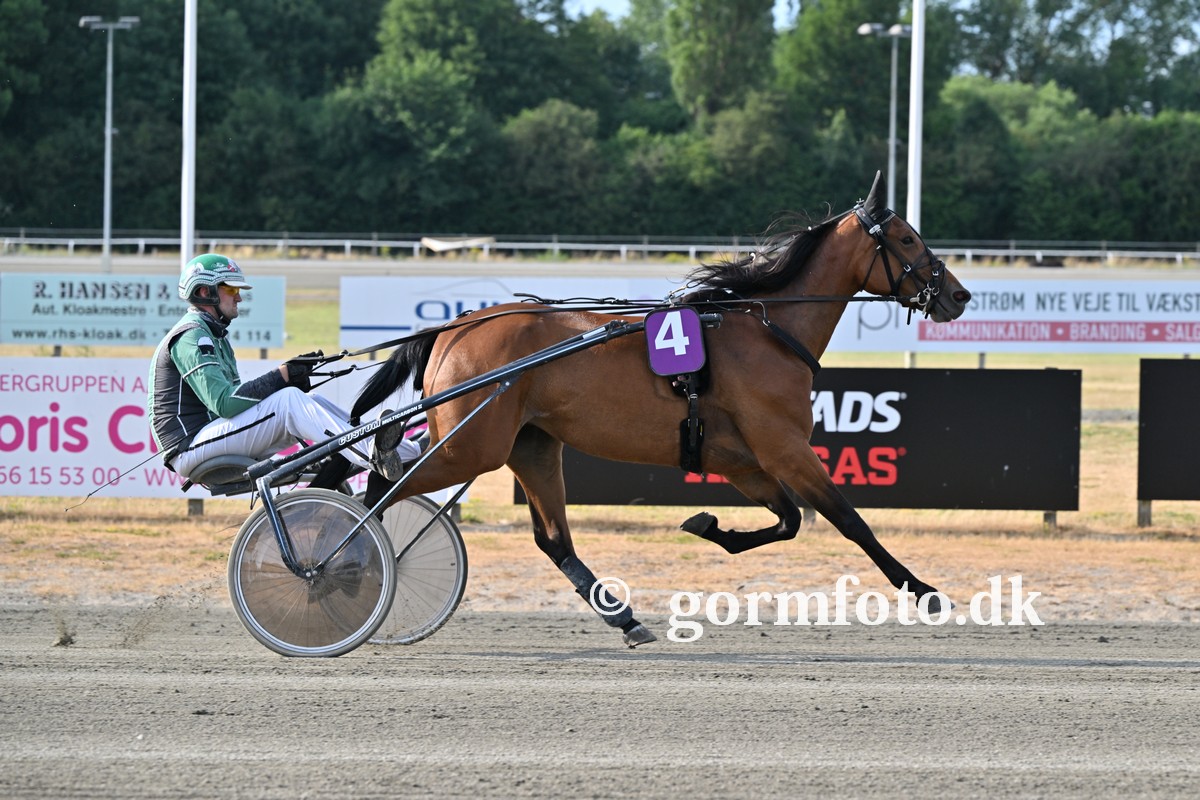 Salgshest til start i Aalborg 357424539_228951316640876_3519441808712346540_n