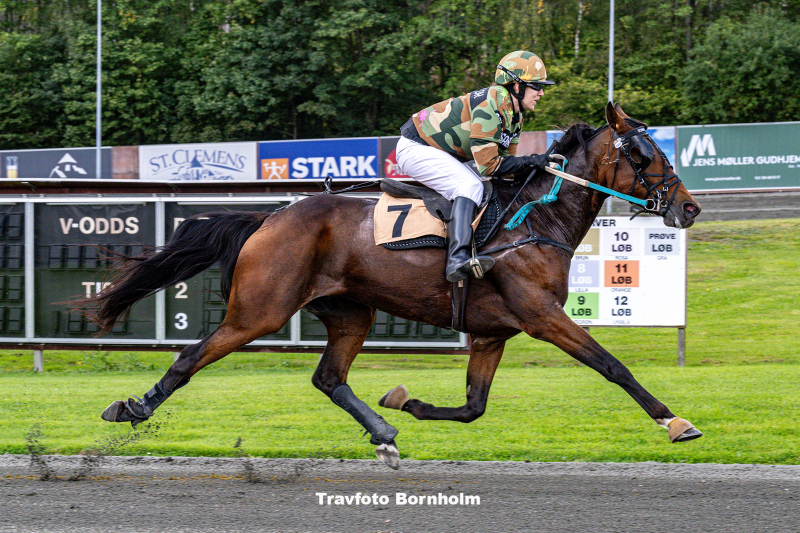 Bonny Boy med Annika Skou LundBornholms Brand Park 30 september 2023 Fotograf Torben Ager Travfoto Bornholm TKA 9571