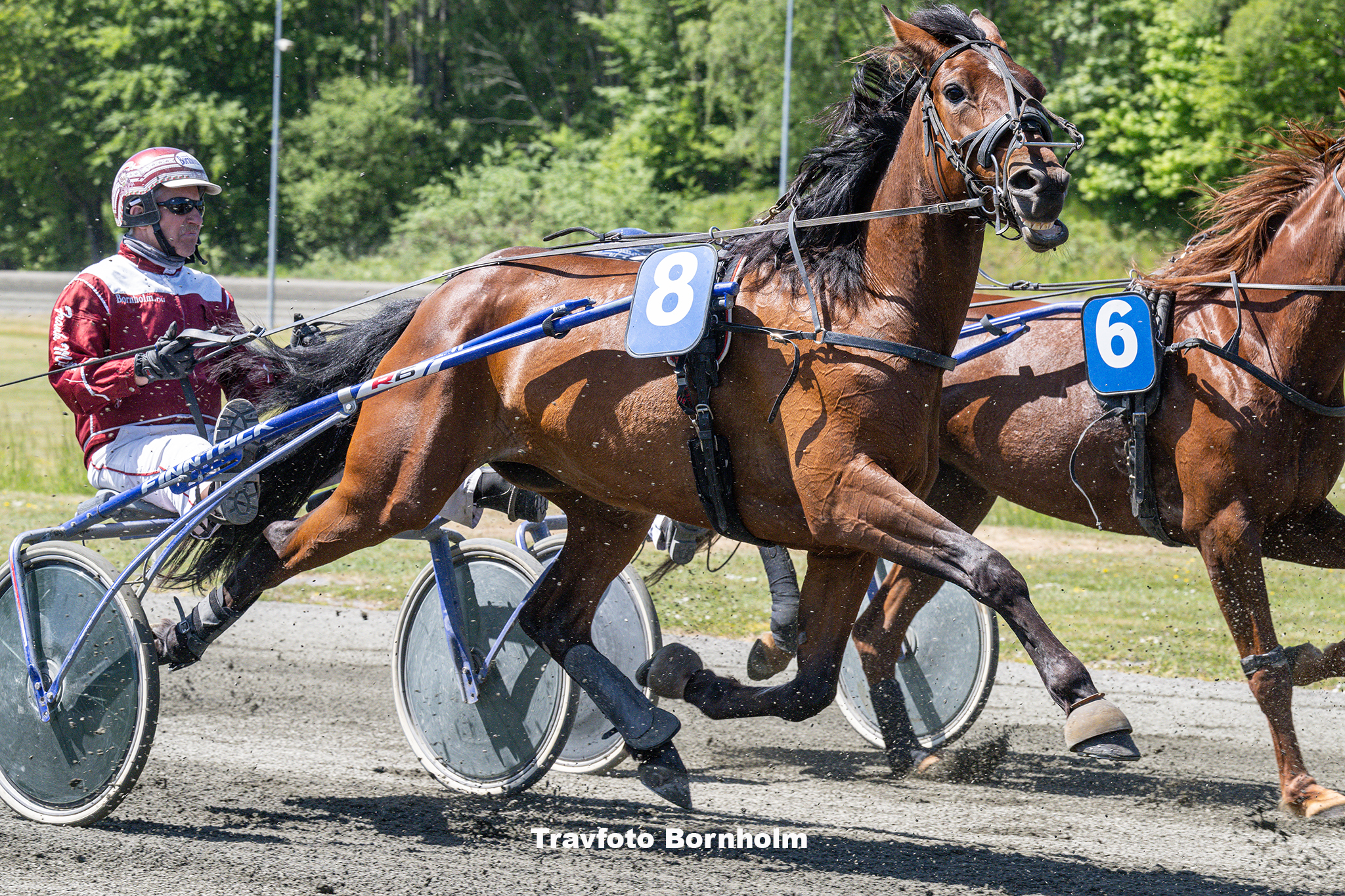 Gleica med Frank Mikkelsen Bornholms Brand Park 29 maj 2023 Fotograf Torben Ager Travfoto Bornholm TKA 6259