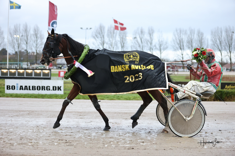 Ice Cool Money - Dansk Avlsløb for hopper Ice Cool Money