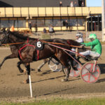 Ny hest til salg Ny hest til salg
