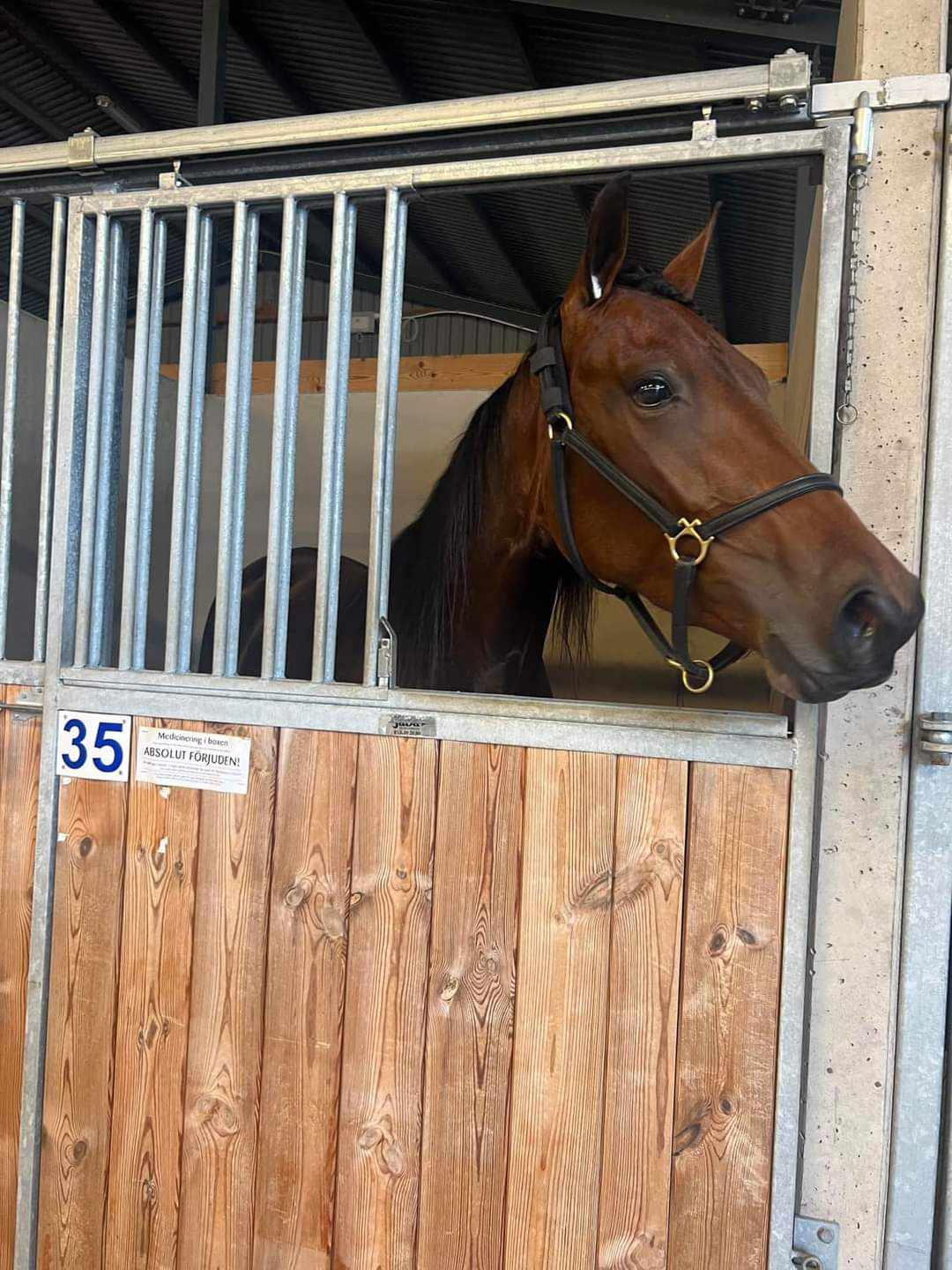 Lillesøster til Calle Crown købt tilbage til Danmark Ina Crown