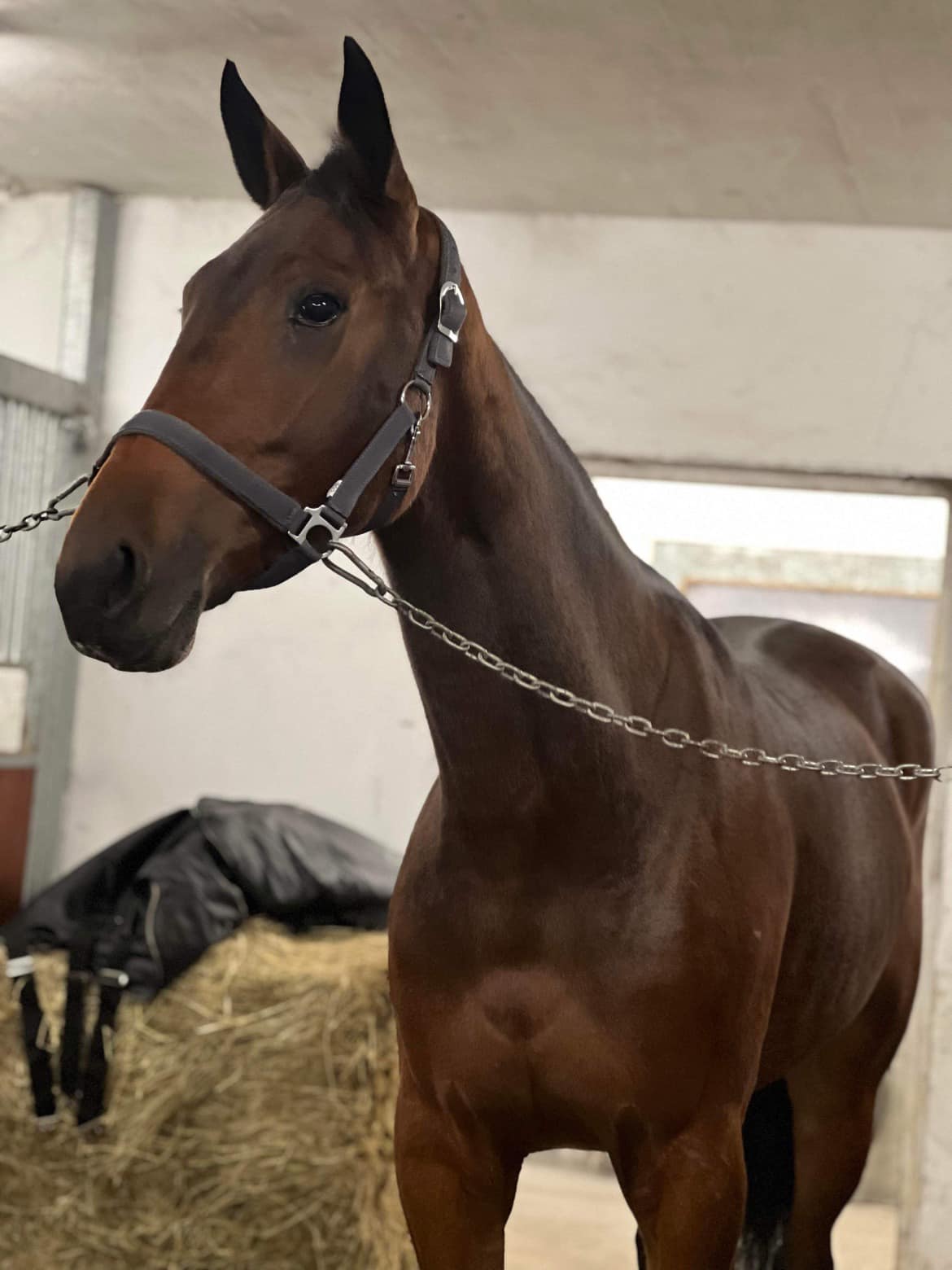 Amerikaner i dansk debut 406286121_844783507651039_8434044101436305688_n