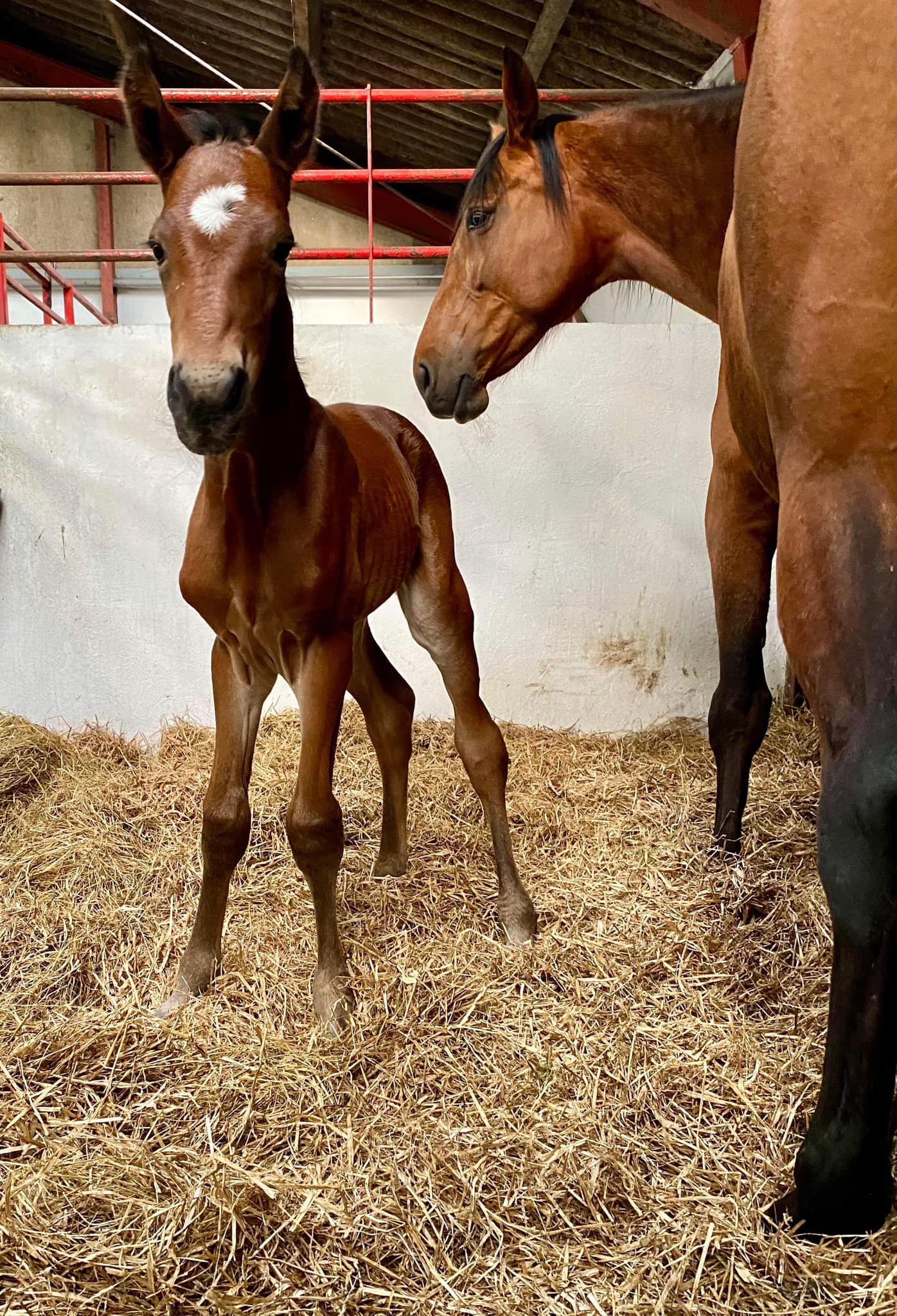 Følnyt hos L N Trotting 434608978_932733285527012_4529469713111910598_n