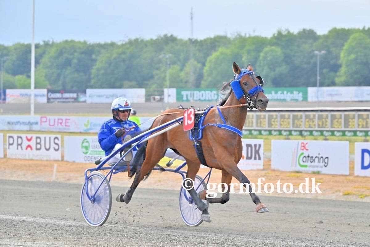 Følhoppe eller ridehest udbydes 354580575_6662418863810733_3101791144671442877_n